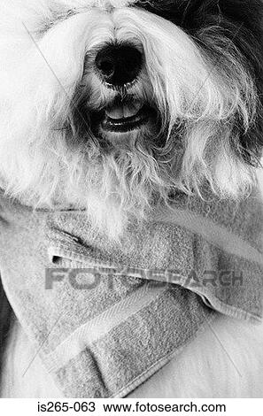 Dog with towel around neck View Large Photo Image Stock Image - Dog with towel around neck. Fotosearch