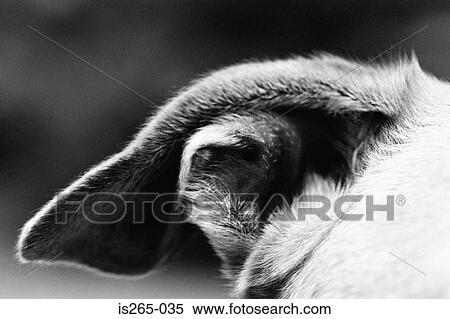 Ear of a dog View Large Photo Image Stock Photography - Ear of a dog. Fotosearch