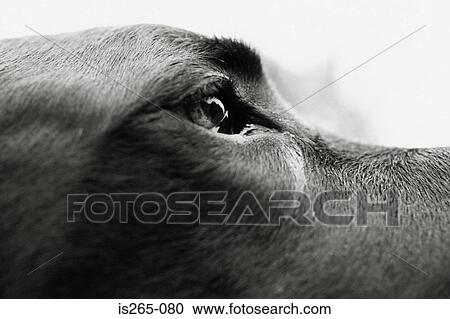 Eye of Great Dane View Large Photo Image Stock Image - Eye of Great Dane. Fotosearch