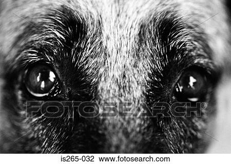 Stock Image - Eyes of a dog. Fotosearch