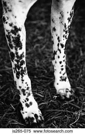 Stock Photography - Forelegs of a dalmatian. Fotosearch