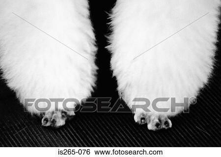 Forelegs of a poodle View Large Photo Image Stock Photograph - Forelegs of a poodle. Fotosearch