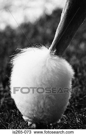 Hind leg of a poodle View Large Photo Image Stock Image - Hind leg of a poodle. Fotosearch