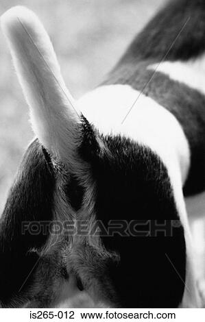 Hindquarters of a dog View Large Photo Image Stock Image - Hindquarters of a dog. Fotosearch