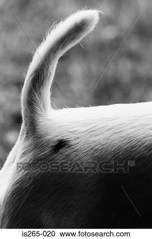 Hindquarters of a dog View Large Photo Image Stock Image - Hindquarters of a dog. Fotosearch