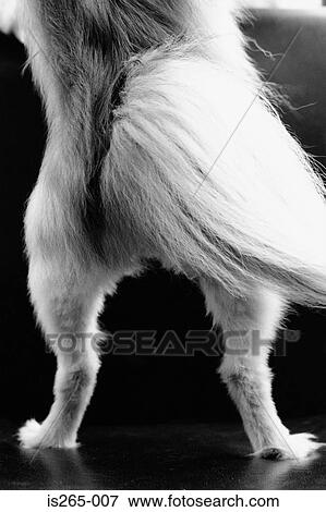 Hindquarters of a dog View Large Photo Image Stock Photo - Hindquarters of a dog. Fotosearch