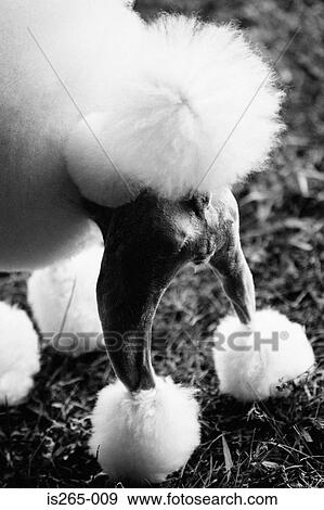 Hindquarters of a poodle View Large Photo Image Stock Photo - Hindquarters of a poodle. Fotosearch