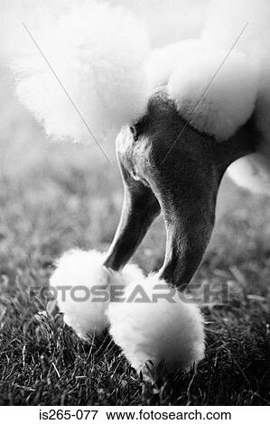 Hindquarters of a poodle View Large Photo Image Stock Photo - Hindquarters of a poodle. Fotosearch