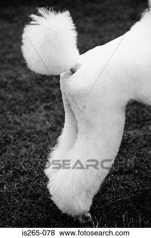 Hindquarters of a poodle View Large Photo Image Stock Photo - Hindquarters of a poodle. Fotosearch