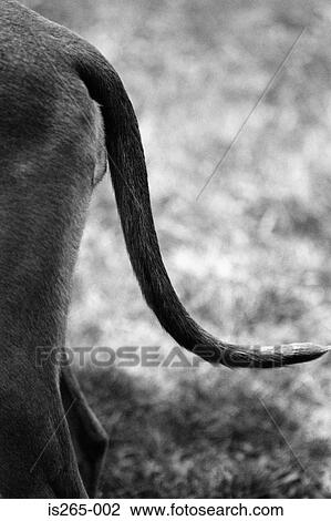 Hindquarters of a whippet View Large Photo Image Stock Image - Hindquarters of a whippet. Fotosearch