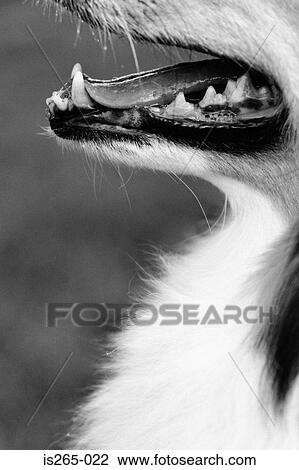 Mouth and neck of a collie View Large Photo Image Stock Image - Mouth and neck of a collie. Fotosearch