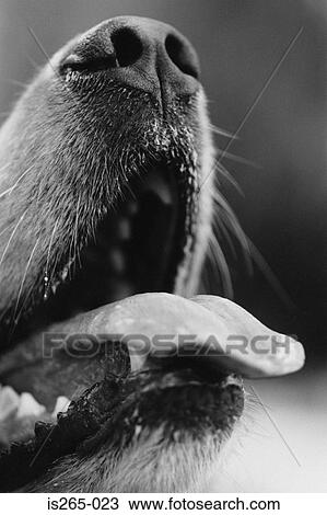 Mouth and nose of a dog View Large Photo Image Stock Image - Mouth and nose of a dog. Fotosearch