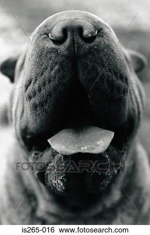 Nose and mouth of a dog View Large Photo Image Stock Photograph - Nose and mouth of a dog. Fotosearch