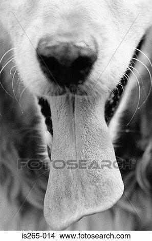 Picture - Nose and mouth of dog. Fotosearch