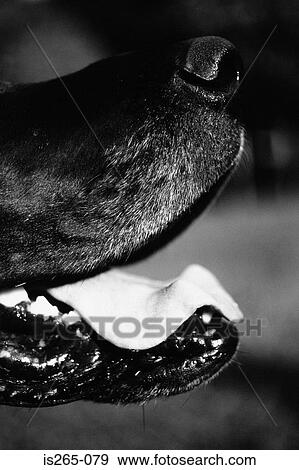 Nose and mouth of Great Dane View Large Photo Image Stock Photo - Nose and mouth of Great Dane. Fotosearch
