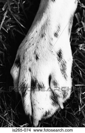 Picture - Paw of a Dalmatian. Fotosearch