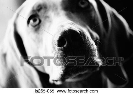 Portrait of a beagle View Large Photo Image Stock Photography - Portrait of a beagle. Fotosearch