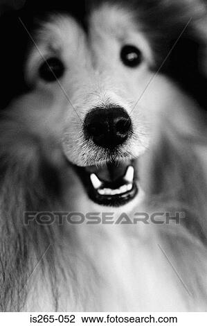 Portrait of a collie View Large Photo Image Stock Image - Portrait of a collie. Fotosearch