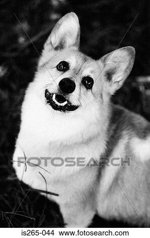 Portrait of a corgi View Large Photo Image Picture - Portrait of a corgi. Fotosearch