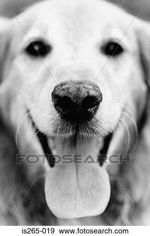 Portrait of a dog View Large Photo Image Stock Photo - Portrait of a dog. Fotosearch