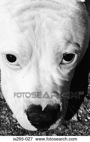 Portrait of a dog View Large Photo Image Stock Photo - Portrait of a dog. Fotosearch