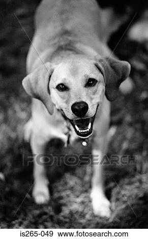 Portrait of a dog View Large Photo Image Stock Photo - Portrait of a dog. Fotosearch