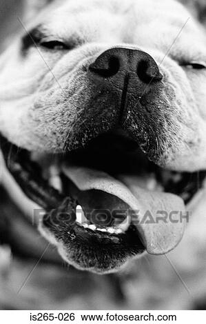 Portrait of a dog View Large Photo Image Stock Photograph - Portrait of a dog. Fotosearch