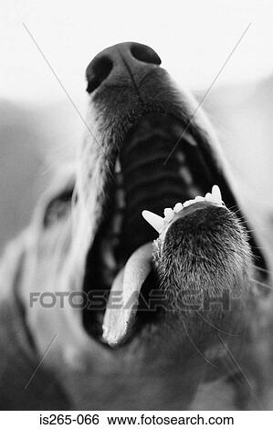 Portrait of a dog View Large Photo Image Stock Photograph - Portrait of a dog. Fotosearch
