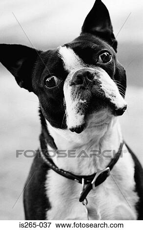 Portrait of a French bulldog View Large Photo Image Stock Photo - Portrait of a French bulldog. Fotosearch