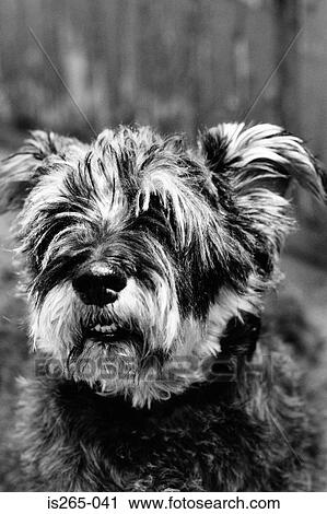 Portrait of a hairy dog View Large Photo Image Stock Image - Portrait of a hairy dog. Fotosearch