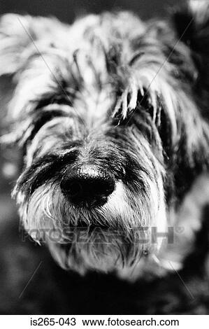 Portrait of a hairy dog View Large Photo Image Stock Image - Portrait of a hairy dog. Fotosearch