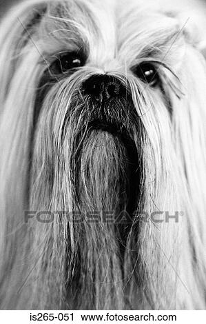 Portrait of a long-haired dog View Large Photo Image Stock Image - Portrait of a long-haired dog. Fotosearch