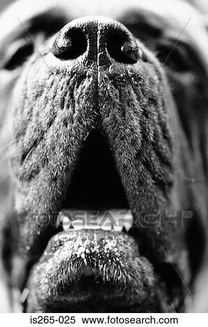 Portrait of a mastiff View Large Photo Image Stock Photography - Portrait of a mastiff. Fotosearch