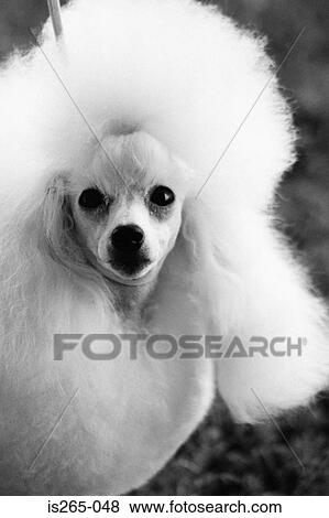 Stock Photo - Portrait of a poodle. Fotosearch