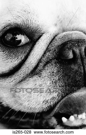 Portrait of a pug dog View Large Photo Image Stock Photo - Portrait of a pug dog. Fotosearch