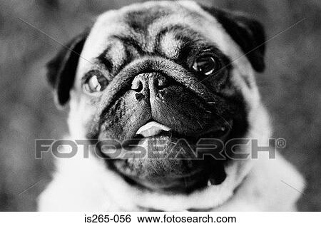 Portrait of a pug View Large Photo Image Stock Photograph - Portrait of a pug. Fotosearch