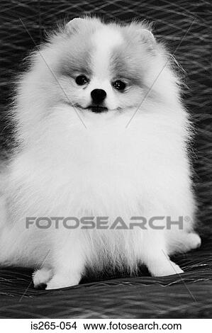 Portrait of a small dog View Large Photo Image Picture - Portrait of a small dog. Fotosearch