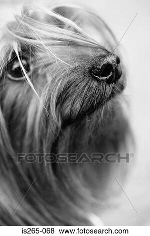 Portrait of a small dog View Large Photo Image Stock Photo - Portrait of a small dog. Fotosearch