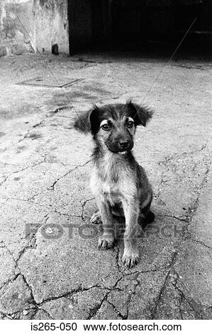 Portrait of a young dog View Large Photo Image Stock Image - Portrait of a young dog. Fotosearch