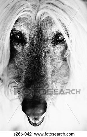 Portrait of an Afghan hound View Large Photo Image Stock Image - Portrait of an Afghan hound. Fotosearch