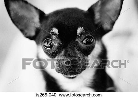 Stock Image - Portrait of black and white dog. Fotosearch