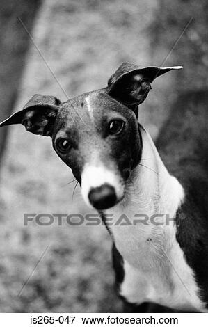 Stock Photo - Portrait of black and white dog. Fotosearch