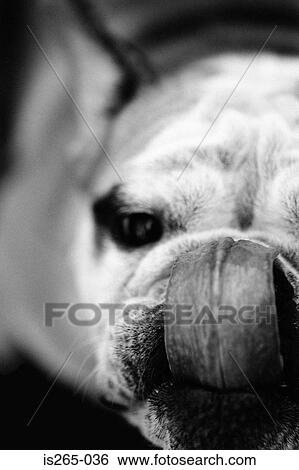 Portrait of dog licking nose View Large Photo Image Stock Photograph - Portrait of dog licking nose. Fotosearch