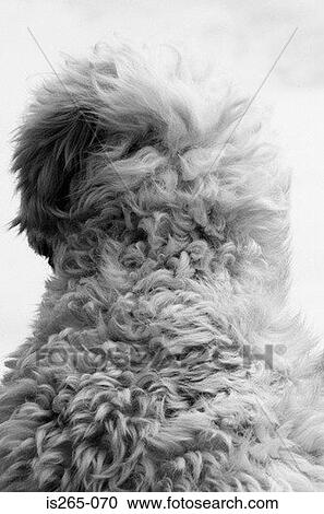 Portuguese water dog back View Large Photo Image Stock Image - Portuguese water dog back. Fotosearch