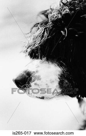 Portuguese water dog profile View Large Photo Image Stock Photo - Portuguese water dog profile. Fotosearch