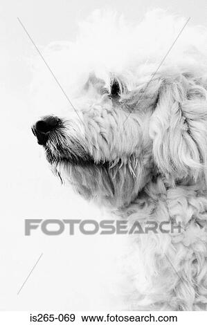 Portuguese water dog profile View Large Photo Image Stock Photo - Portuguese water dog profile. Fotosearch