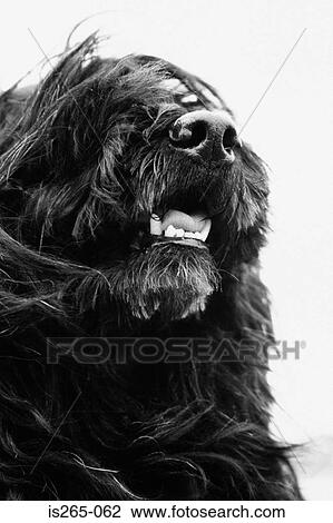 Portuguese water dog View Large Photo Image Stock Image - Portuguese water dog. Fotosearch