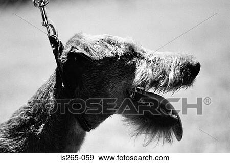 Stock Photo - Profile of a dog on a lead. Fotosearch