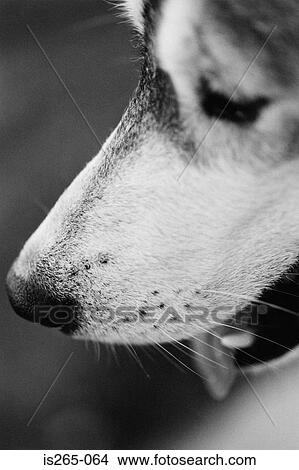 Profile of a dog View Large Photo Image Picture - Profile of a dog. Fotosearch