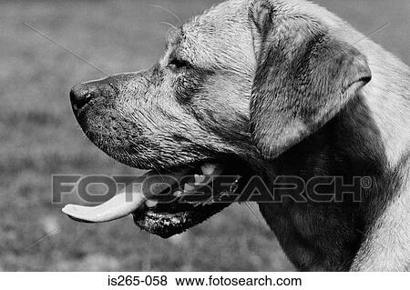 Profile of a large dog View Large Photo Image Stock Photo - Profile of a large dog. Fotosearch